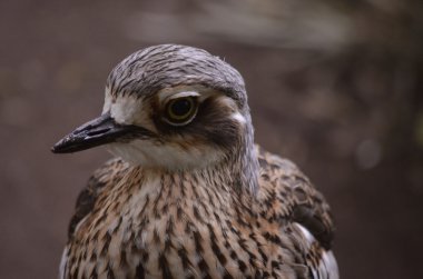 kocagöz