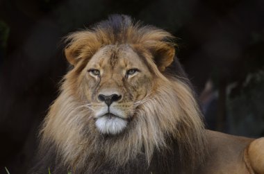 Aslan portre