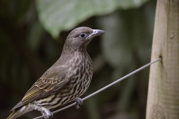 Pajarito — Foto de Stock