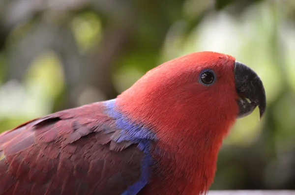 Eclectus papuga — Zdjęcie stockowe