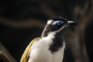 Mavi yüzlü bal yiyicinin mavi kaşları, siyah bir yüzü ve zeytin yeşili kanatlı beyaz göğüsleri vardır.