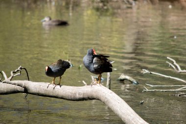 Esmer bozkır tavukları sarı uçlu turuncu gagalı siyah kuşlardır.