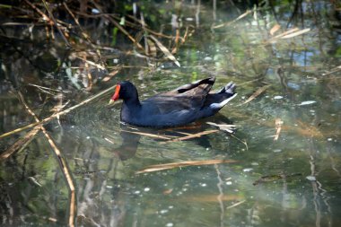 Esmer bozkır tavuğu, kemirgen ve sarı mantolu siyah bir kuştur.