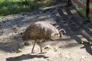 Genç devekuşu uzun, uçamayan bir kuştur.