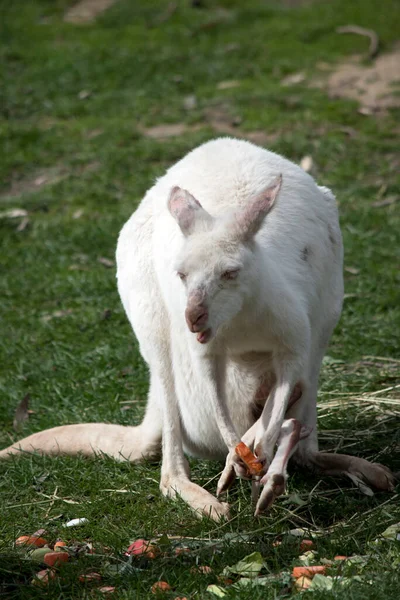 Albino Western Grey Kangaroo Eating Carrot — Stock Photo, Image