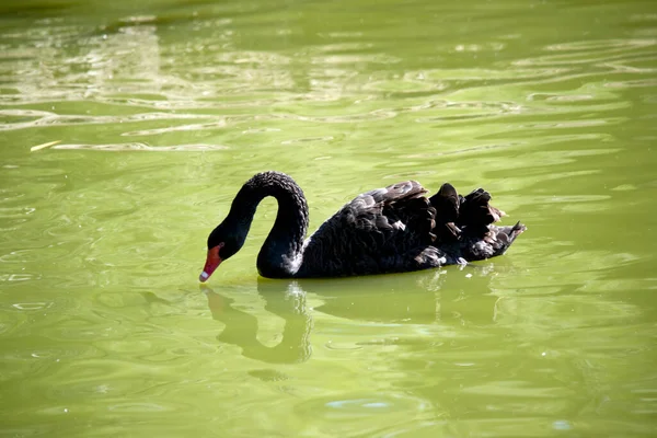 Cisne Preto Está Nadando Lago Procura Comida — Fotografia de Stock