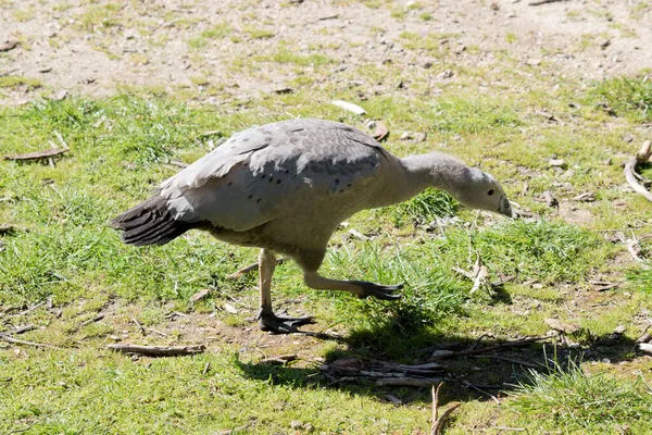 Jeune Cap Oie Stérile Marche Sur Herbe — Photo