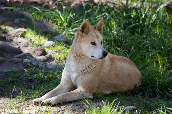 Den Gyllene Dingo Vilar Skuggan — Stockfoto