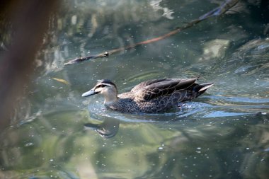 Bu Pasifik siyah ördeğinin yan görüntüsü.