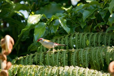 Kırmızı kaşlı ispinoz, gri ve yeşil bir ispinozdur. Gözünün üzerinde kırmızı bir çizgi vardır.