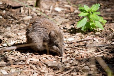 Uzun burunlu çömlek fareye benziyor.