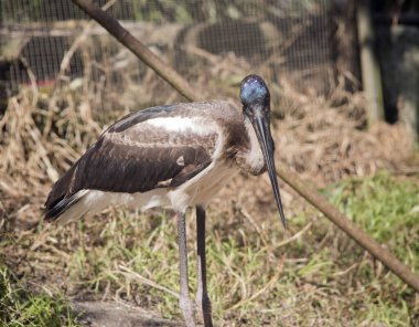 Siyah boyunlu leylek parlak mavi kafalı büyük bir kuştur.