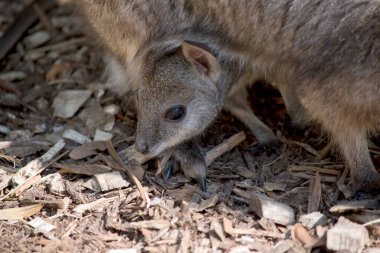 joey kafasından kese yapıştırma