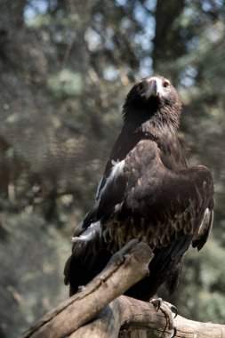 Takoz kuyruklu kartal çitin üzerine tünemiş.