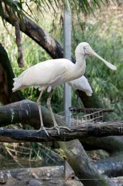 Sarı kaşık gagası, kaşık şeklinde gagalı büyük beyaz bir deniz kuşudur.