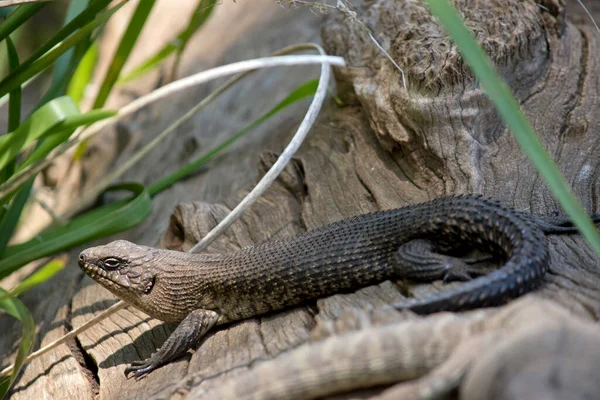 Gecko Crossing Log — Stock Photo, Image