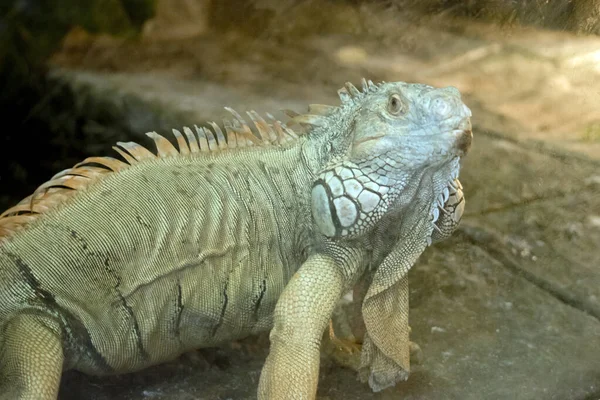 Yeşil Iguana Korkunç Bir Hayvandır — Stok fotoğraf