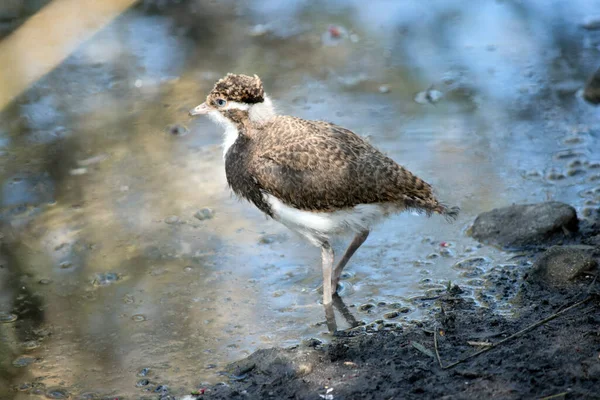 Lapwing Chick Has Brown Forehead Wings White Chest — Stock Photo, Image
