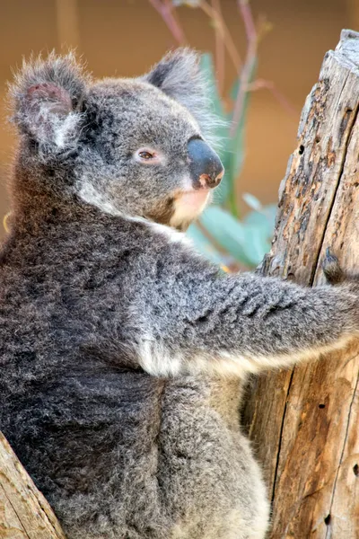 Koala Sumsupial Which Grey White Fluffy Ears — стоковое фото