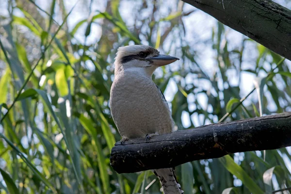 Kookaburra Oiseau Principalement Blanc Avec Brun Près Ses Yeux Sur — Photo