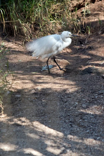 Side View Little Egret — Stock Photo, Image