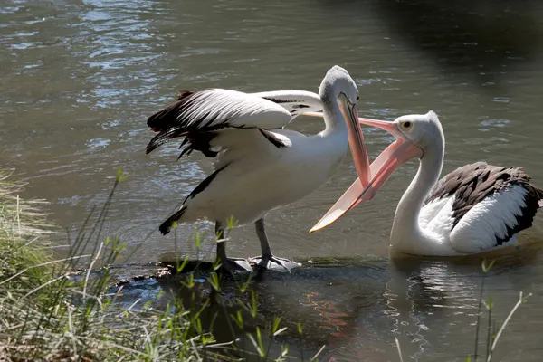 Les Deux Pélicans Partagent Leur Nourriture — Photo