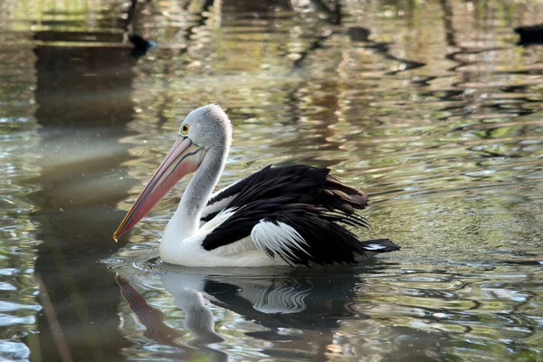 Der Pelikan Schwimmt See — Stockfoto