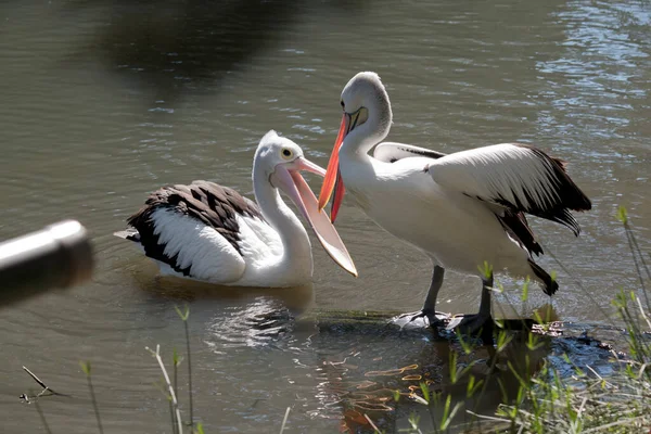 Die Beiden Pelikane Teilen Sich Nahrung — Stockfoto