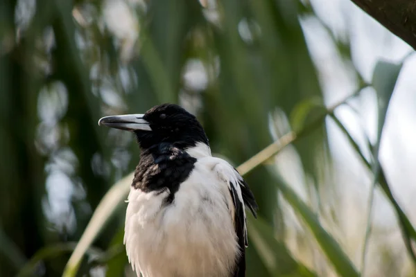 Pied Butcherbird Černobílý Pták Šedým Černým Zobákem — Stock fotografie