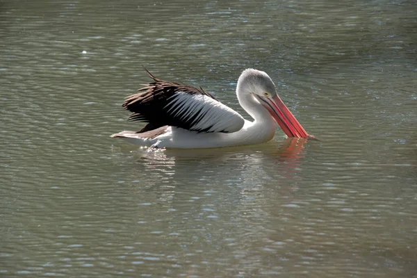 Pelican Scooping Food Swims — Stock Photo, Image