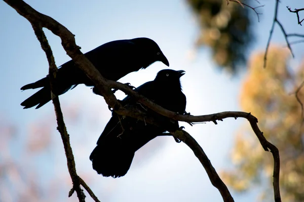 Los Cuervos Posan Árbol —  Fotos de Stock