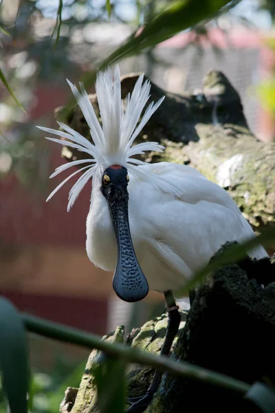 Espátula Real Gran Pájaro Marino Blanco Con Pico Forma Cuchara — Foto de Stock