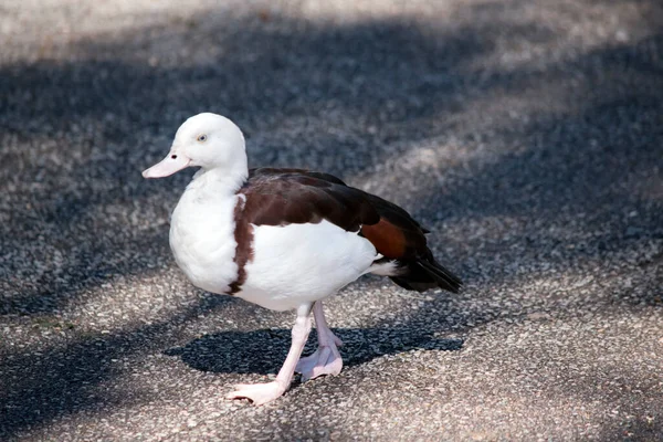 Dies Ist Eine Seitenansicht Einer Radjah Ente — Stockfoto