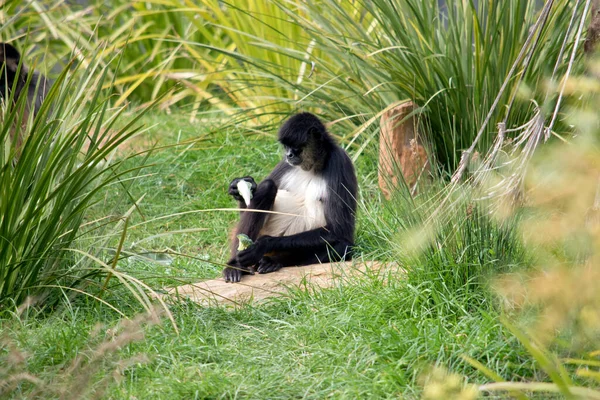 Macaco Aranha Tem Peito Branco Pêlo Preto Marrom — Fotografia de Stock