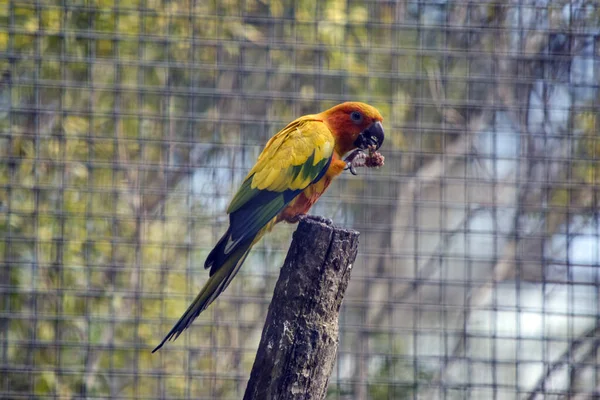 Side View Sun Conure Eating — Stock Photo, Image