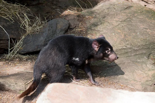 Tasmanian Devil Black Pink Area Its Nose Pink Its Ears — стоковое фото