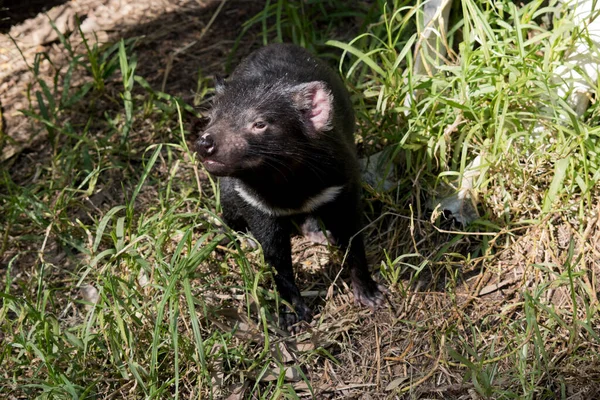 Tasmanian Devil Black Pink Area Its Nose Pink Its Ears — стоковое фото