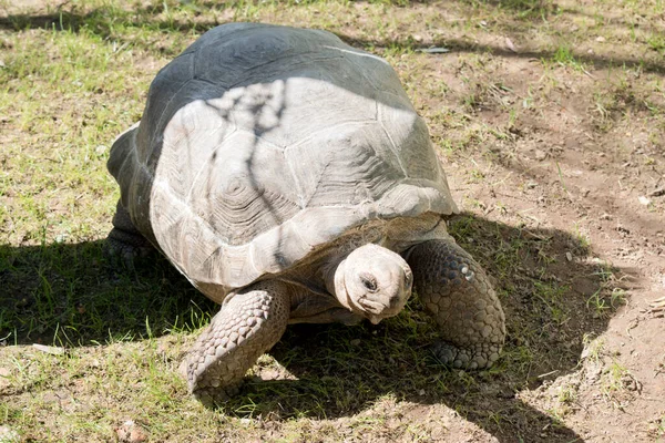 Det Här Gammal Sköldpadda Som Äter Gräs — Stockfoto