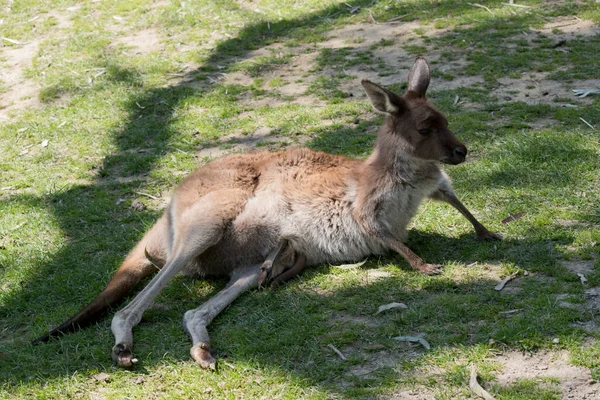 西部の灰色のカンガルーは草の上に休憩します — ストック写真