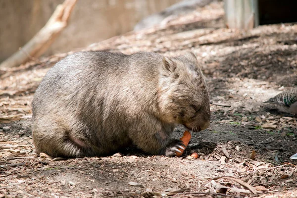 Wombat Een Bruin Buideldier Dat Zich Onder Grond Nestelt — Stockfoto