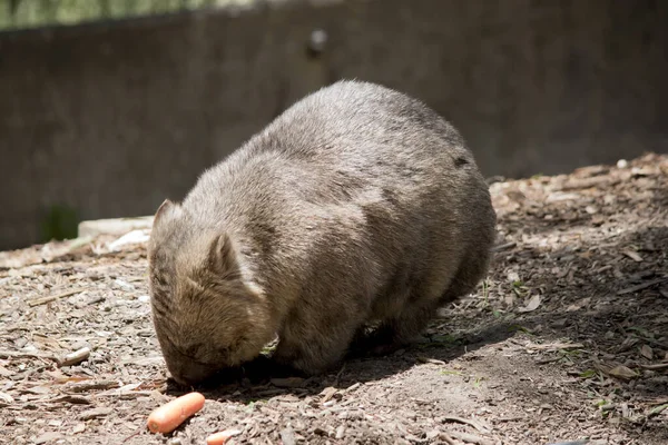 Wombat Brown Gray Sumsupial Which Burrows Underground — стоковое фото