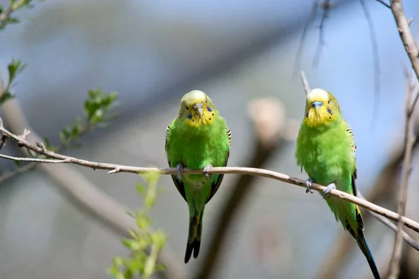 Periquitos São Verde Amarelo Com Blck — Fotografia de Stock