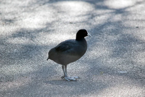 Avrasain Ördeği Siyah Bir Kuşudur — Stok fotoğraf
