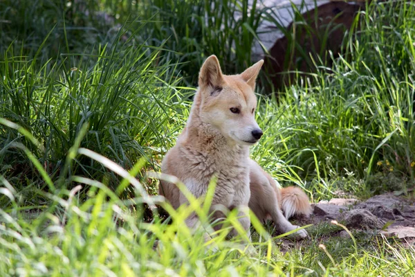 Altın Dingo Uzun Otların Arasında Dinleniyor — Stok fotoğraf