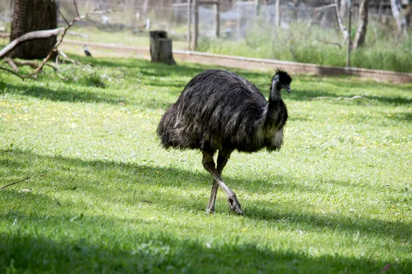 Australijski Emu Jest Chodzenie Polu — Zdjęcie stockowe