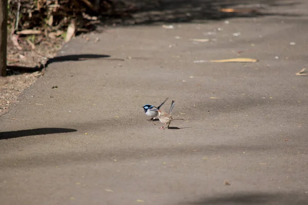 Female Fairy Wren Brown White Blue Tail Orange Its Eye — Stock Photo, Image