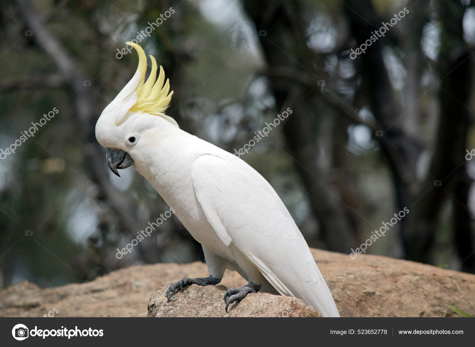 硫磺烤鹦鹉是一种白色的鸟它有一个黄色的顶冠它栖息在岩石上——图库图片© ozflash #523652778