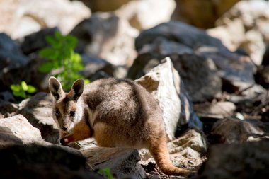 Sarı ayaklı kaya valabisi gri, bronz ve uzun kuyruklu beyazdır.