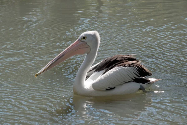 Пеликан Плавает Озере — стоковое фото