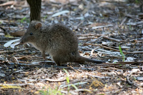 Side View Potoroo — Stock Photo, Image